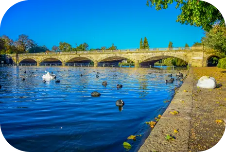 Patos nadando en el lago Serpentine